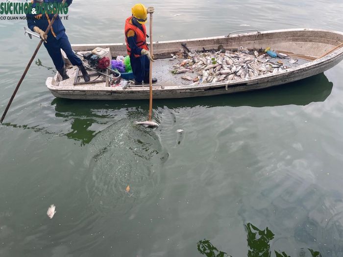 Công ty TNHH Một thành viên Thoát nước Hà Nội đang chỉ đạo Xí nghiệp Thoát nước số 1 tổ chức thu vớt cá chết để xử lý theo quy định, tránh ảnh hưởng đến môi trường.