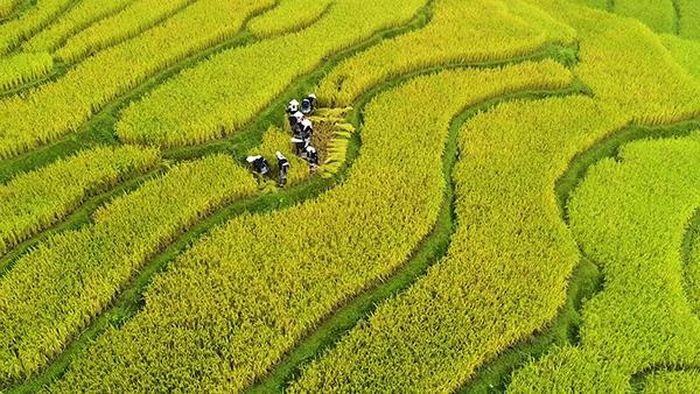 Phụ nữ người Dao gặt lúa khi vào mùa là kiệt tác nghệ thuật mà không phải người nghệ sĩ nào cũng có thể lột tả được sự chân thật của bức tranh đồng quê phồn thịnh nơi đây.