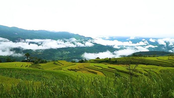 Bên lúa, bên mây, cánh đồng vàng mênh mang mênh mang. Cảnh thực đang diễn tả cảnh đẹp Hồng Thái mơ mộng, đong đầy cảm xúc hương quê no ấm.