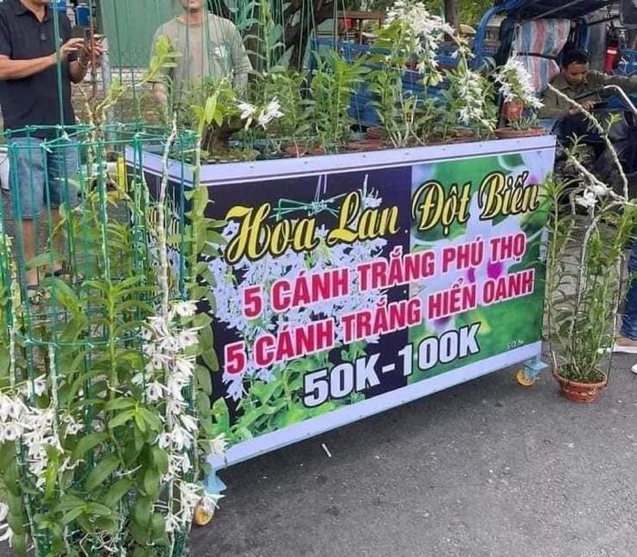 Thậm chí, có nhà vườn còn bán theo combo để bánh cho nhanh. Ảnh: Facebook