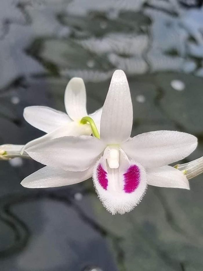Giờ đây, nhiều người chẳng ngờ chưa kịp bán lấy lời thì cơn sốt lan đột biến đã chóng vánh trôi qua. Ảnh: Facebook