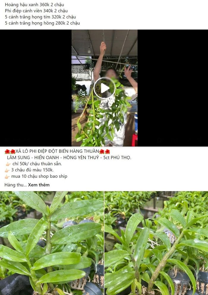Thời gian gần đây, những chậu lan đột biến được rao bán khắp nơi, từ chợ mạng đến lề đường với giá chỉ từ 50.000 đồng khiến nhiều người không khỏi bất ngờ. Ảnh: Fanpage Lan Đột Biến