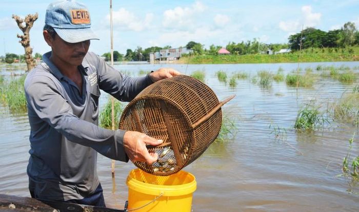 Nhiều địa phương tận dụng lợi thế của nước lũ để cải tạo đất, phục hồi nguồn lợi thủy sản.