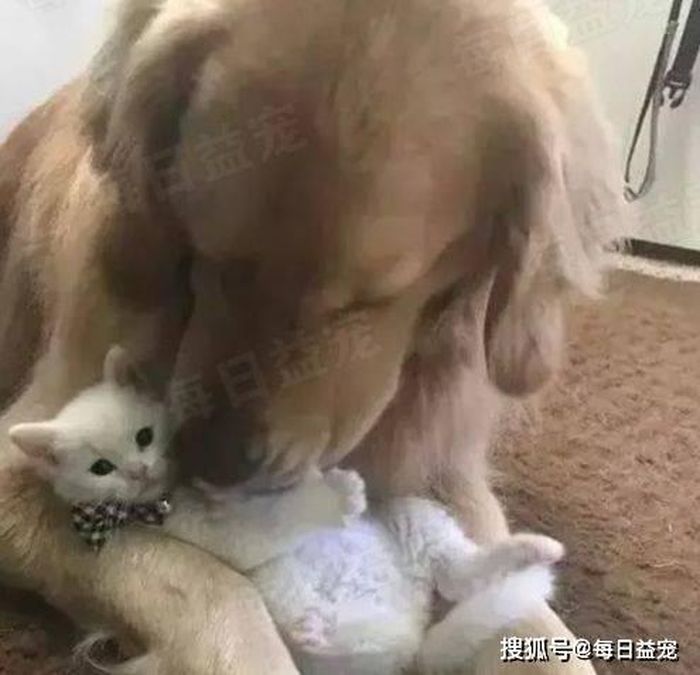 Chú mèo hoang đã được đón về nhà. Ảnh: Sohu.