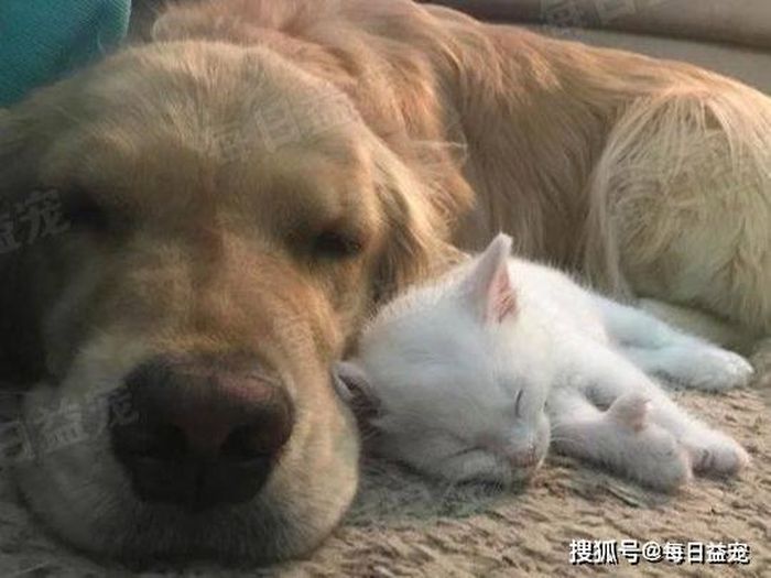 Cả hai nhanh chóng trở thành bạn của nhau. Ảnh: Sohu.