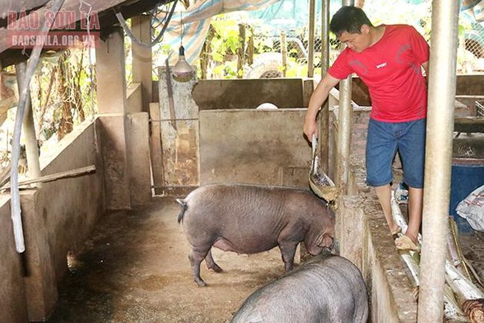 Mô hình nuôi lợn bản của gia đình anh Phương.