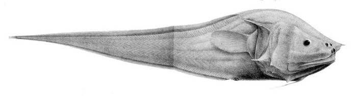 Cá bony-eared assfish.