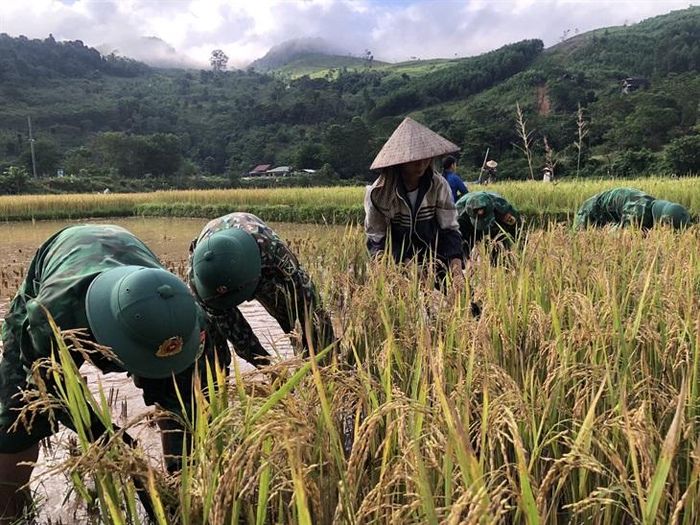 Việc thu hoạch lúa được cán bộ, chiến sỹ tiến hành khẩn trương. Ảnh: Lê Thạch