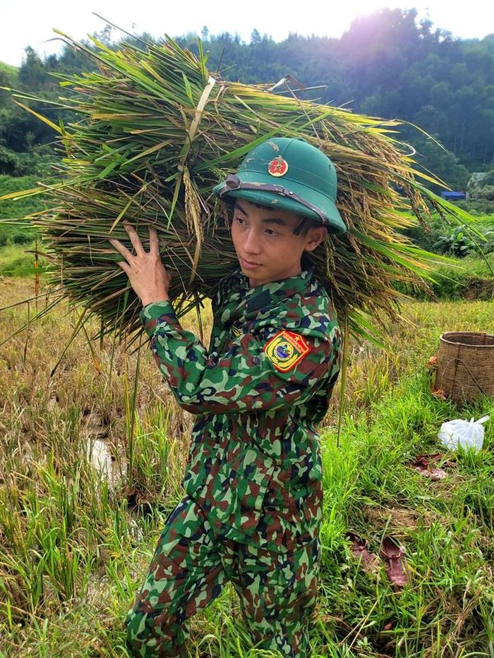 Vận chuyển lúa về nhà. Ảnh: Lê Thạch