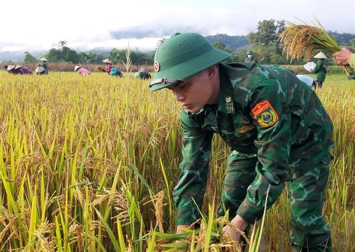 Cán bộ, chiến sỹ giúp người dân kịp thời thu hoạch lúa chín. Ảnh: Lê Thạch