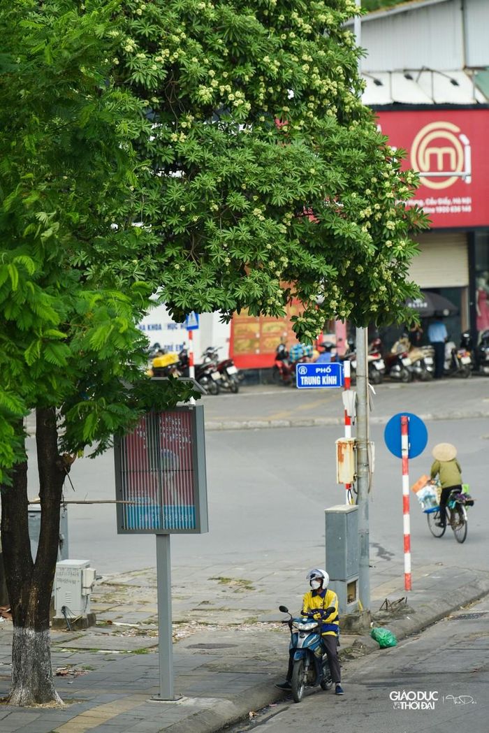 Những con đường đẹp nên thơ và tỏa hương thơm ngát khi hoa sữa trắng bung nở. 