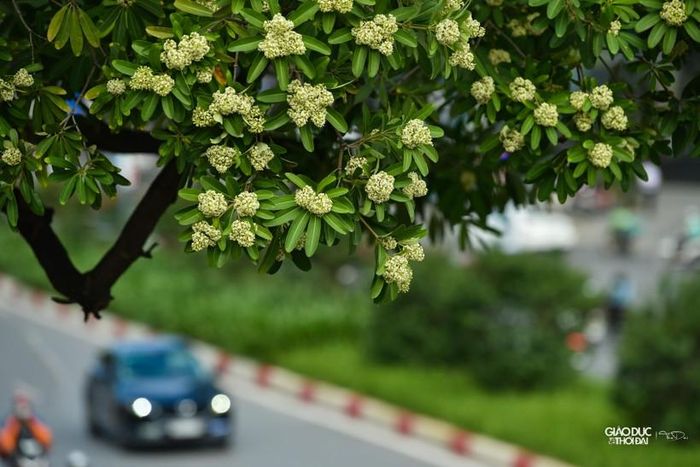 Phố Quang Trung, đường Nguyễn Du, Nguyễn Chí Thanh, Trần Duy Hưng, Duy Tân… là những con phố Hà Nội đẹp hơn khi mùa hoa sữa đến.