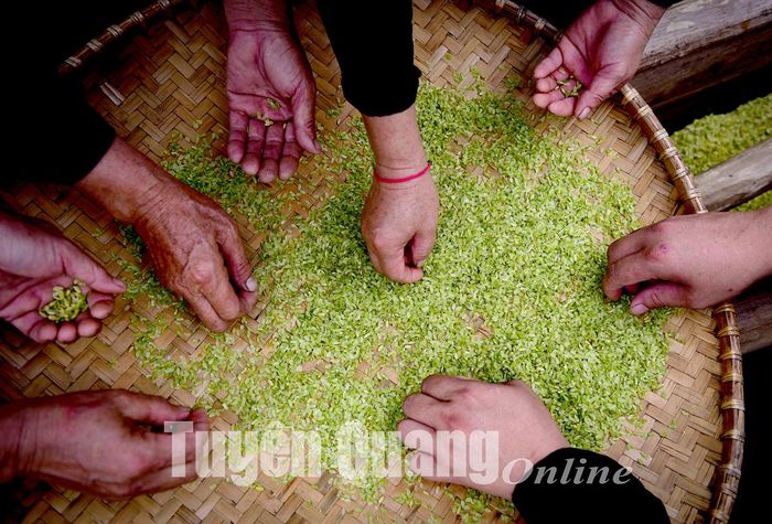 Người dân nhặt những hạt sạn sau khi cốm được sàng sảy xong.