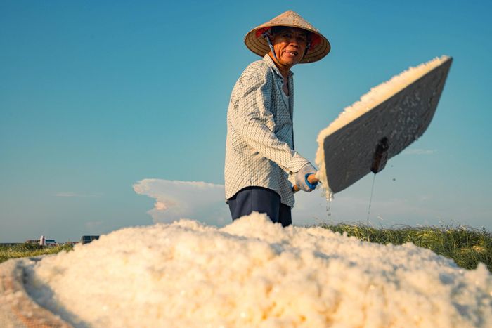 Sau khi thu hoạch muối xong, diêm dân sẽ dùng cào vệ sinh những tạp chất còn dính lại trên ruộng, rồi đổ nước mới vào và chờ đến khi nắng gắt, muối kết tủa lại thu hoạch mẻ muối mới.