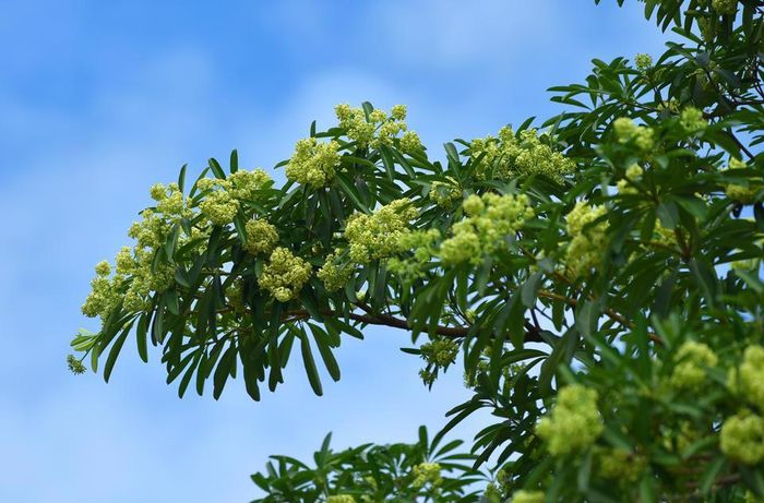Hoa sữa đã đi vào thơ ca, nhạc họa như một người tình đầy hương sắc, trong cả những bản tình ca không tuổi của cố nhạc sĩ Trịnh Công Sơn: "Hà Nội mùa Thu, mùa Thu Hà Nội. Mùa hoa sữa về, thơm từng cơn gió. Mùa cốm xanh về thơm bàn tay nhỏ. Cốm sữa vỉa hè thơmbước chân qua...."