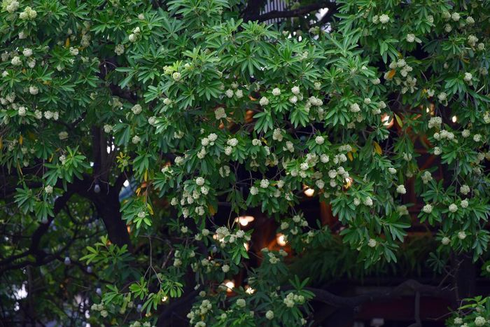 Hoa sữa có mùi thơm nếu trồng với mật độ vừa phải và nồng nàn khi trồng với mật độ cao.