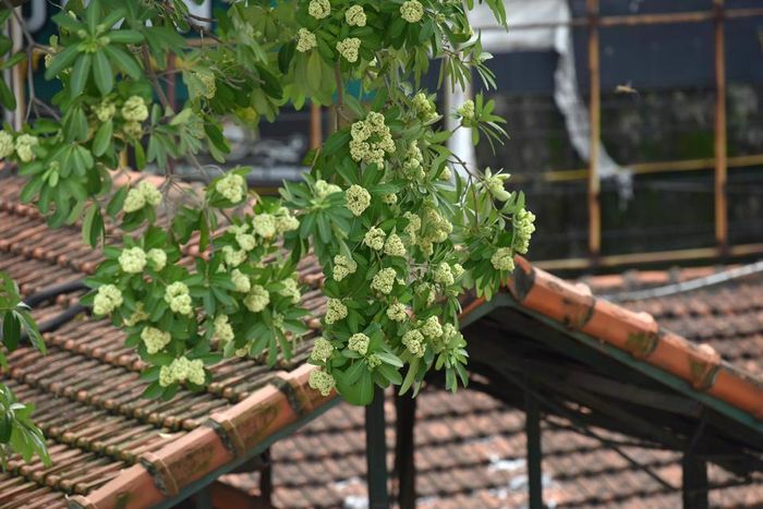Mỗi mùa Thu qua đi, lại thêm một mùa hoa sữa tôn lên nét đẹp, sự dịu dàng và lãng mạn vốn có của Hà Nội.