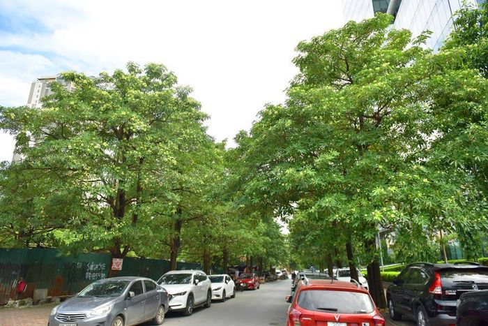 Những con đường đẹp nên thơ và tỏa hương thơm ngát khi hoa sữa trắng bung nở.