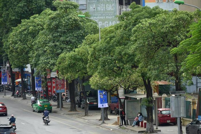 Phố Quang Trung, đường Nguyễn Du, Nguyễn Chí Thanh, Trần Duy Hưng, Duy Tân… là những con phố Hà Nội đẹp hơn khi mùa hoa sữa đến.