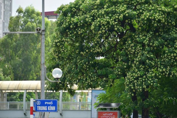 Hoa sữa là loài hoa đặc trưng cho mùa Thu Hà Nội với những vẻ đẹp rất riêng, ngọt ngào mà không đâu có thể cảm nhận được trọn vẹn ngoài người dân sống tại Thủ đô.