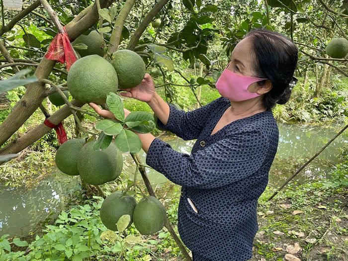 Nông dân nhiều địa phương tất bật chuẩn bị trái cây Tết