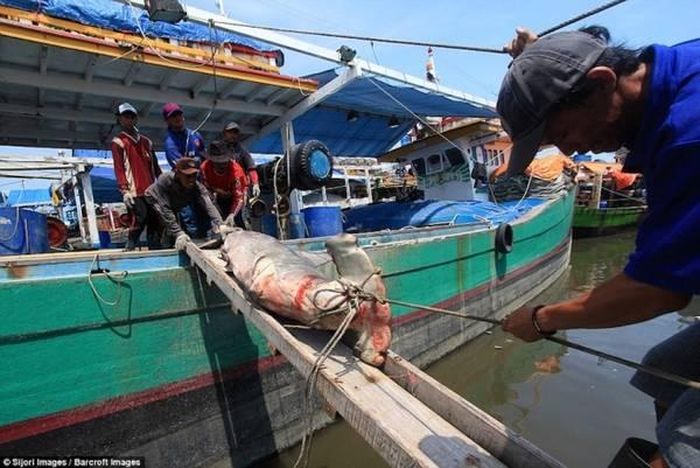 Không kể đến việc phung phí, hành vi này khiến nhiều tổ chức và người yêu động vật cho là dã man. Ảnh: DM
