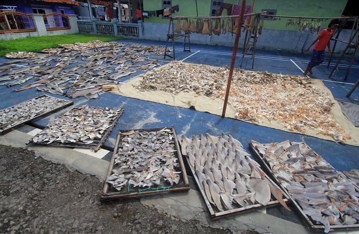 Indonesia dẫn đầu trong số 20 quốc gia đánh bắt cá mập nhiều nhất thế giới, dẫn đến sự sụt giảm từ 40% đến 99% các loại cá mập phổ biến. Ảnh: DM