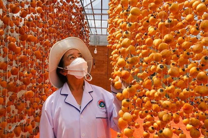 Bà Xuân Thị Hồng kiểm tra hồng treo gió