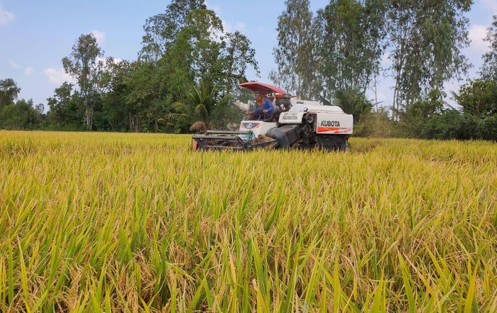 Thu hoạch lúa tại Hợp tác xã Dịch vụ nông nghiệp Mỹ Đông 2 (huyện Tháp Mười). Ảnh: Nhựt An - TTXVN