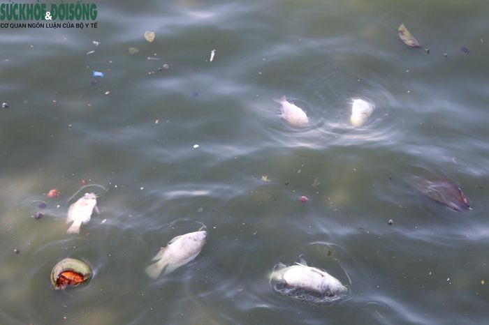 Cá chết nổi lềnh bềnh, trôi dạt bờ tại một góc hồ khu vực đường Nguyễn Đình Thi.