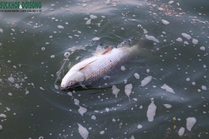 Một số nguyên nhân cá chết được lý giải như thời tiết thay đổi từ mưa sang nắng hoặc có thể do người dân thả phóng sinh nên cá chưa thích nghi được với môi trường sống mới...