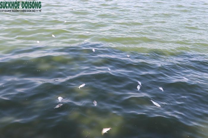 Nhiều người dân sinh sống quanh khu vực này rất lo ngại khi thấy tình trạng cá chết kéo dài nhiều ngày ảnh hưởng sức khỏe cũng như môi trường sống tại đây.