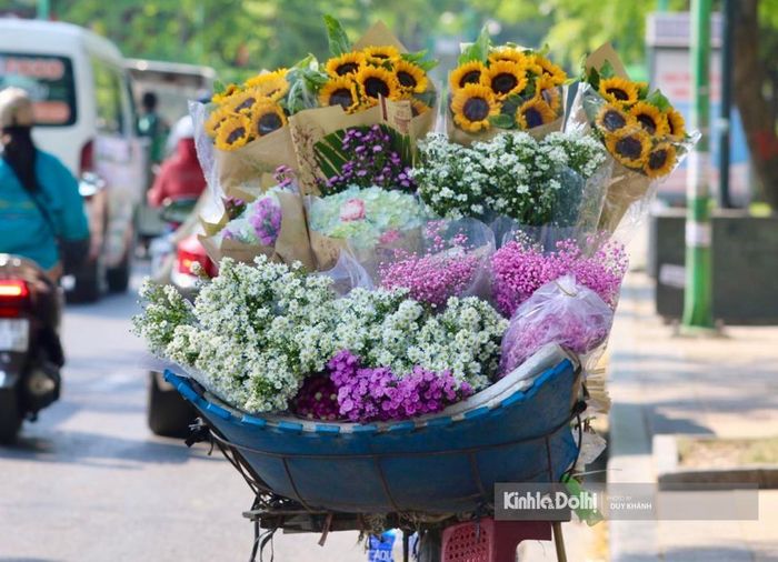 Hoa thạch thảo còn có tên gọi khác là hoa lưu ly - một loài hoa đặc trưng cho mùa thu Hà Nội và hoa thường nở rộ vào cuối thu.