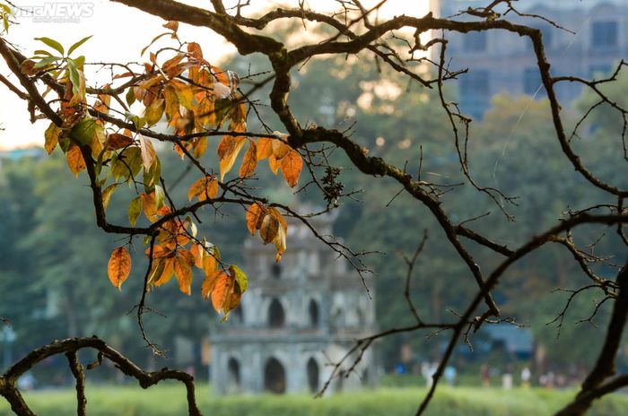 Vài chiếc lá vàng còn đọng lại trên những cành cây. Mùa thu là khoảng thời gian cây thay lá, sau đó sẽ đâm chồi nảy lộc.