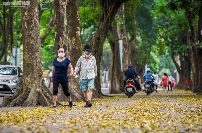 Mùa này, nếu tản bộ trên những con phố Phan Đình Phùng, Kim Mã, Hoàng Hoa Thám..., bạn sẽ thấy khoảnh khắc lá vàng rơi tuyệt đẹp.