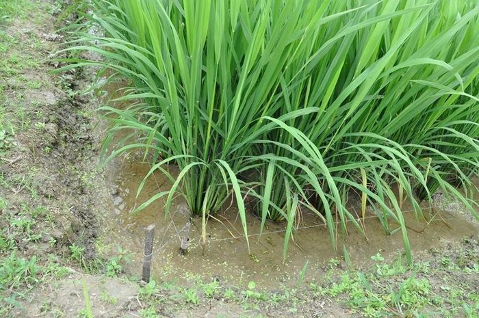  Dây diện được giăng khắp cánh đồng để bẫy chuột gây nguy hại đến cả người và vật nuôi.