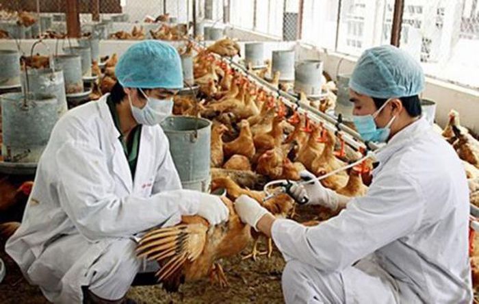 Bệnh cúm gia cầm A/H5 lây sang người hiện chưa có vaccine phòng bệnh.