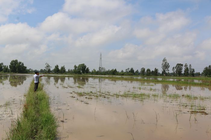 Những cánh đồng trên địa bàn tỉnh Bạc Liêu bị bỏ hoang trong vụ Thu Đông này.
