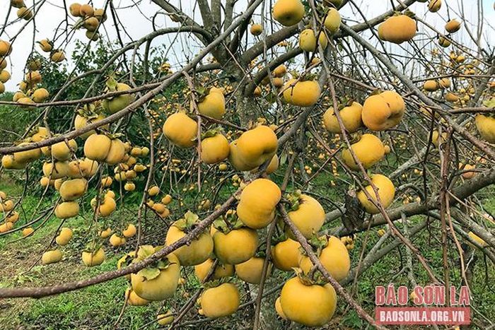 Những cây hồng không lá, sai trĩu quả.