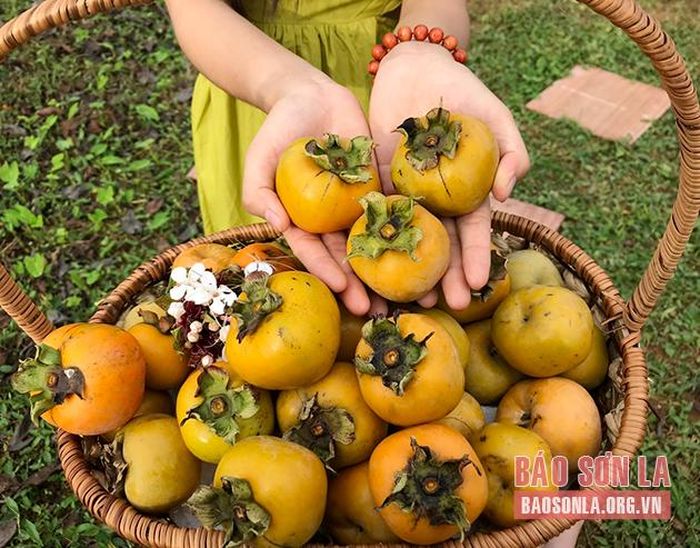 Loại hồng chát khi ăn phải ngâm nước 2,5 ngày. 