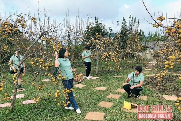 Du khách chụp ảnh bên cây hồng trĩu quả. 