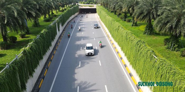 Hàng cây dây leo này dài khoảng 30 mét, tạo khung cảnh tươi mát cho con đường.