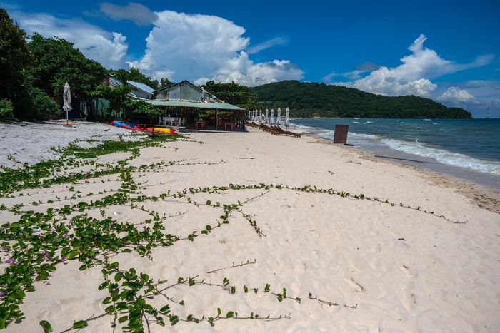  Cỏ dại mọc lan trên bãi cắt trắng mịn thuộc bãi Sao. Công tác đảm bảo vệ sinh môi trường, tạo cảnh quan khu vực bãi tắm hiện không có đơn vị phụ trách thực hiện. 