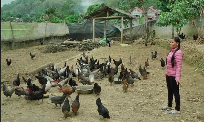 Mô hình chăn nuôi gà thả vườn của chị Sầm Thị Hoàn. (Ảnh: thiduakhenthuongvn.org.vn)