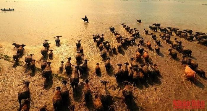 Một đoàn trâu vài trăm con len qua cánh đồng nước thị trấn Sa Rài, huyện Tân Hồng, tỉnh Đồng Tháp.