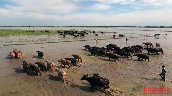 Những bãi cỏ xanh rì trở thành cứu cánh cho đàn trâu di cư đổ về Đồng Tháp.