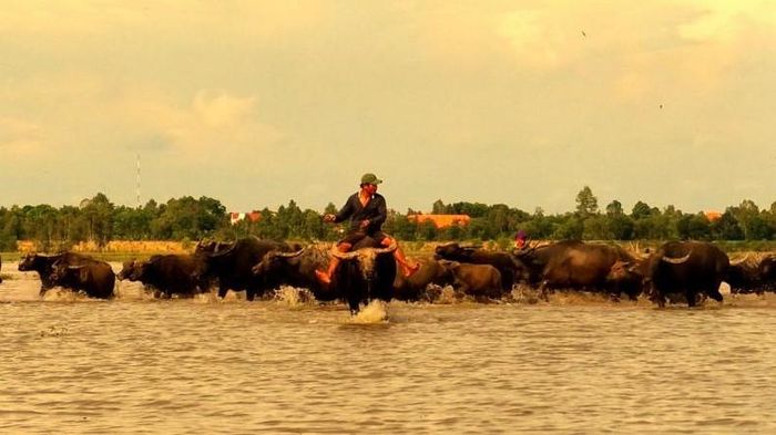 Ở xa xa, một đoàn len trâu đang băng đồng nước về phía nội đồng thị trấn Sa Rài, huyện Tân Hồng, tỉnh Đồng Tháp.