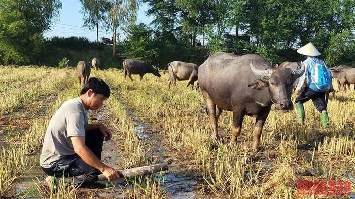 Niệt (buộc) trâu lại sau một ngày chạy đồng nước nổi.