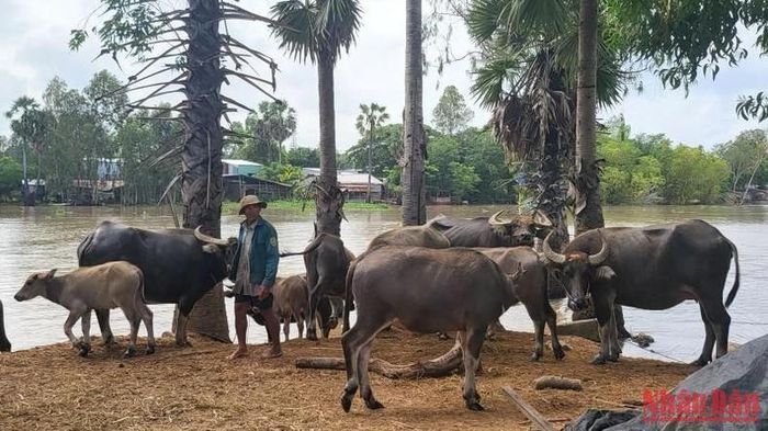 Một gò đất chưa ngập nước ở huyện Tịnh Biên thành nơi chen chân của hơn 20 con trâu.