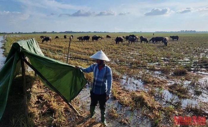 Lán trại tạm bợ trên đồng của chủ trâu để ngủ giữ đàn trâu chạy đồng.